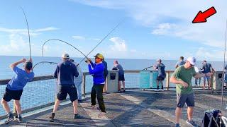 Walked to The End of The Gulf Pier and Saw This!