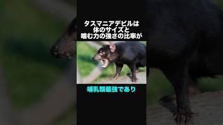 タスマニアデビルに関する面白い豆知識②
