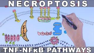 Necroptosis | TNF-Alpha Signalling