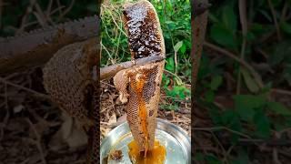 Dark Honey Is Healthier?