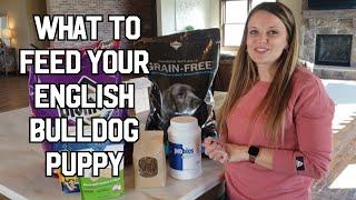 What to feed your English Bulldog Puppy