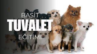 Köpeğime En Kolay Tuvalet Eğitimini Nasıl Verebilirim? Adım Adım Tuvalet Eğitiminin Püf Noktaları