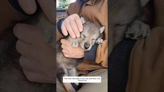 This man rescued a wolf cub and then this happened #animalshorts #shortvideo #wolf