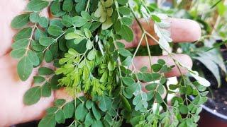 Balcony MORINGA REPOTTING after 2 years | Container Moringa | Viewer Request