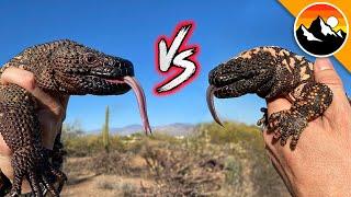 Beaded Lizard vs. Gila Monster!