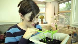 Jumpstart Your Garden: Regrow Vegetable Food Scraps