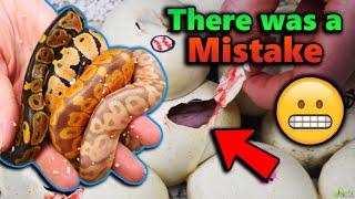 Our Baby Ball Pythons Hatched!! But...