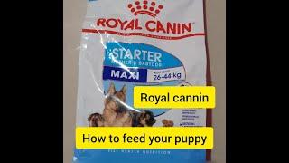 Royal canin for puppies | how to feed your puppy | puppy food, best food for puppy growth