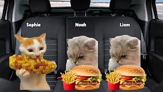 Cat Memes Family Road Trip in the US Part 2