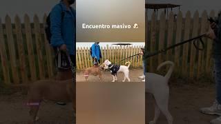 #dog #rottweiler #dogs #pitbull