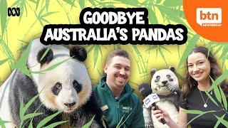 Why Australia's Pandas Are Being Sent Back To China