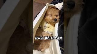 이제 넌 내가 본격적으로 교육시켜줄께 #강아지사회화