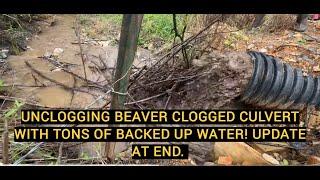 UNCLOGGING BEAVER CLOGGED CULVERT! 08/2024