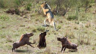 Warthogs Displaying Unexpected Dominance over Lions