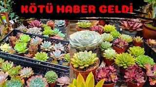 BENİM İÇİN KÖTÜ HABER GELDİ BURAYA KADARMIŞ...... #sukulent #flowers #kaktus #love #succulents