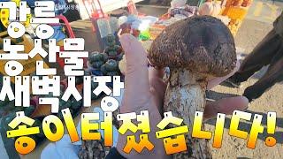 農村農家 강릉농산물새벽시장 각종제철농산물시세, 송이/능이도제법 나왔습니다! 견문록삶2263//Gangneung traditional market, korea