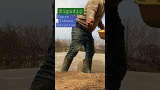 Kapya Biber Tohumu Ekimi