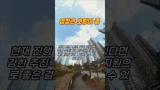 엄청큰 호랑이 꿈 #꿈해몽 #예언 #예지몽 #호랑이