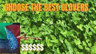 PLANT THE BEST CLOVER