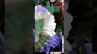 DailyBloom#shorts #dailybloom #awareness #empathy #mindful #mindfulness #thoughts #today #gardeners