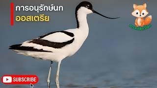 สารคดีสัตว์โลก การศึกษาและการอนุรักษ์นกในออสเตรีย ตอน วิหกแห่งออสเตรีย เจ้าเวหากลางขุนเขาแอลป์