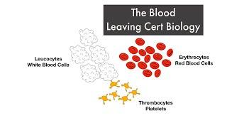 Blood-The Circulatory System -Part 1 -Leaving Cert Biology