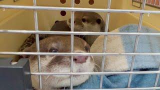 It's like Noah's Ark! The moving day of Otters and Animal Family