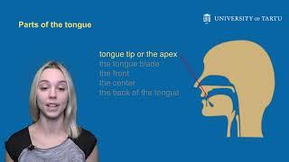 Introduction to Estonian consonant system part 1