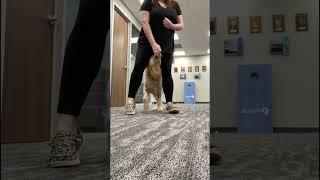 #servicedogintraining practicing some more advanced footwork!