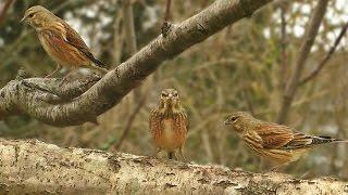 Linnet Birds - Video, Bird Song and Sounds