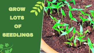Grow lots of seedlings  #shorts | Fresh from my Garden