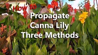 How to Propagate Canna Lily 3 Ways by Separating Offshoots, Rhizome Division, and Germinating Seeds