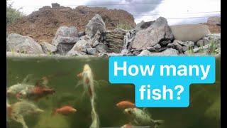 How many fish in a pond