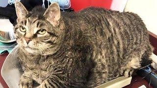 30-Pound 'Chonky' Cat Finds His Forever Home