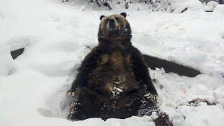 Emmett the grizzly bear catching snowflakes at the Cheyenne Mountain Zoo