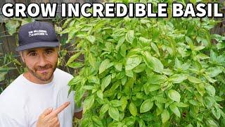 How To Grow INCREDIBLE BASIL PLANTS That NEVER Stop Producing!