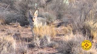 Coyote Pup Hunts for Food in Rio Rancho, NM