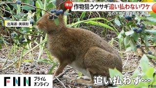 ブルーベリーをモグモグしても…ウサギを追い払わない理由　北海道で育まれる自然の循環(2024/08/20)