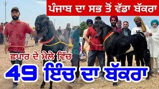 ਪੰਜਾਬ ਦਾ ਸਭ ਤੋਂ ਵੱਡਾ ਬੱਕਰਾ 49 ਇੰਚ ਦਾ ਬੱਕਰਾ | chappar da mela | Punjab De mele #goats