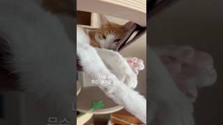 집사를 쳐다보는 이유 #집사 #cat #cutecat #고양이 #고양이일상 #cute #치즈고양이 #코리안숏헤어