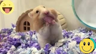 Hamsters mignons et drôles - Vidéo drôle Animaux à mourir de rire  - 14 -