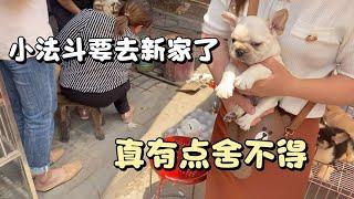 养了几个月的斗牛犬要去新家了，主人万般不舍，瞬间哭红了双眼！