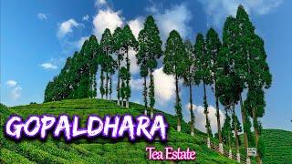 Gopaldhara || Darjeeling Tea Garden || Gopaldhara Tea Estate || Offbeat North Bengal