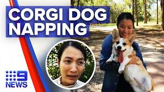 Pet sitter ‘refuses to return pet corgi’ to owner | 9News Australia