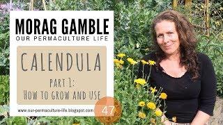 Calendula Part 1: How to Grow and Use