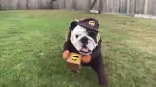 Reuben the Bulldog: Just a Bulldog With a Package