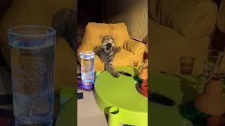 "This Cat Just Made My Day!"! #cute #cat #kitten #meow #funny #shorts