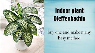 Dieffenbachia // Dumb cane // Easy Multiply Method & updates(70 days)