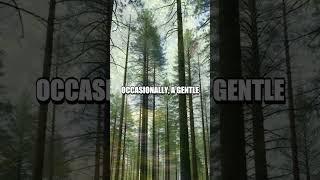 Peaceful Pathways of a Serene Nature Trail Adventure ASMR