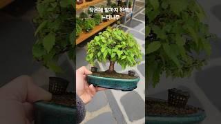 #느티나무#느티나무분재#미니분재#소품분재#bonsai#홍양분#느티분재#bonsai tree